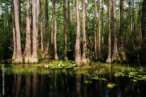 Fototapeta Landscape in the Okefenokee swamp with bald cypress trees (Taxodium distichum), Georgia, USA