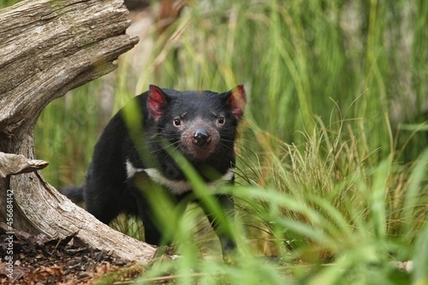 Fototapeta Tasmanian devil. Amazing creature pose in beautiful light. Fantastic scene with danger animal. Very rare and unique animal. Sarcophilus harrisii.