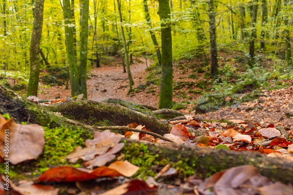 Fototapeta COLORES DE OTOÑO EN UN BOSQUE RODEADO DE HOJAS Y ARBOLES DE OJAS NARANJAS. HAYEDO. 