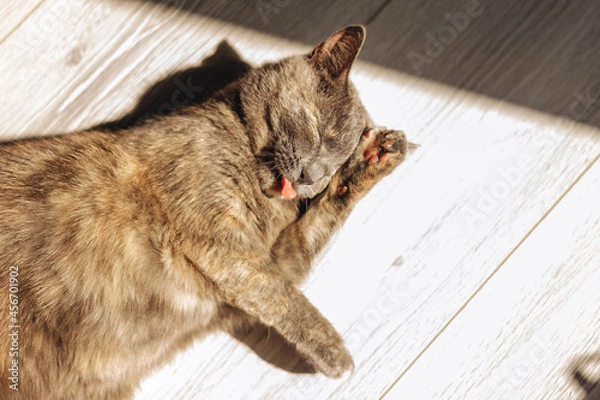 Obraz Tortoiseshell cat