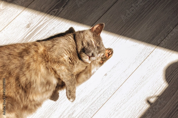 Obraz Tortoiseshell cat