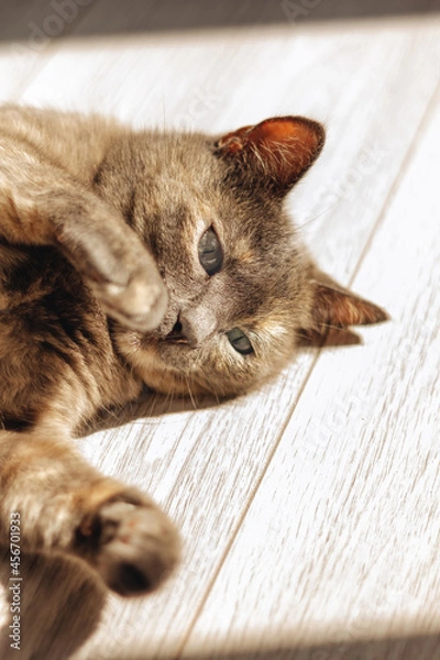 Obraz Tortoiseshell cat