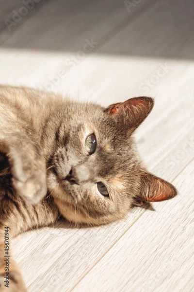 Obraz Tortoiseshell cat