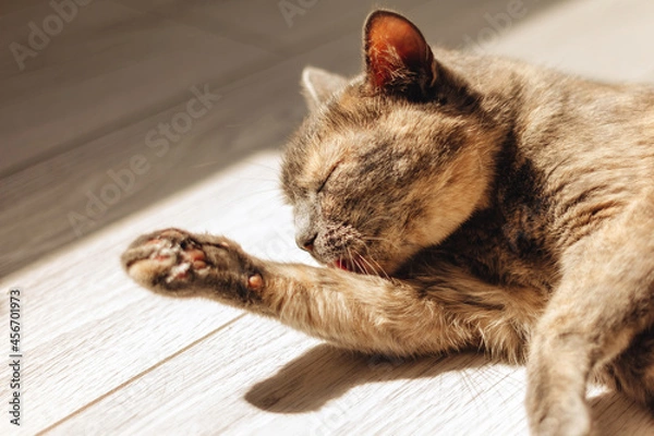 Obraz Tortoiseshell cat