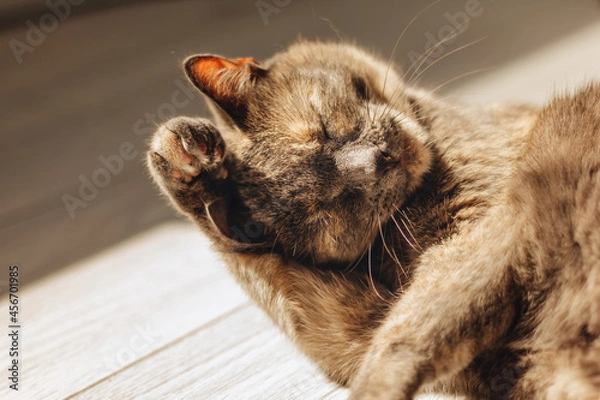 Obraz Tortoiseshell cat