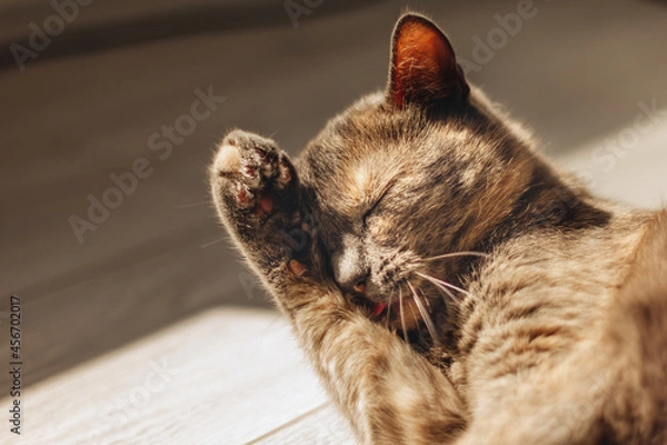 Obraz Tortoiseshell cat