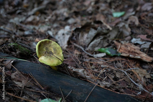 Obraz 버섯, 자연, 균류, 숲속,