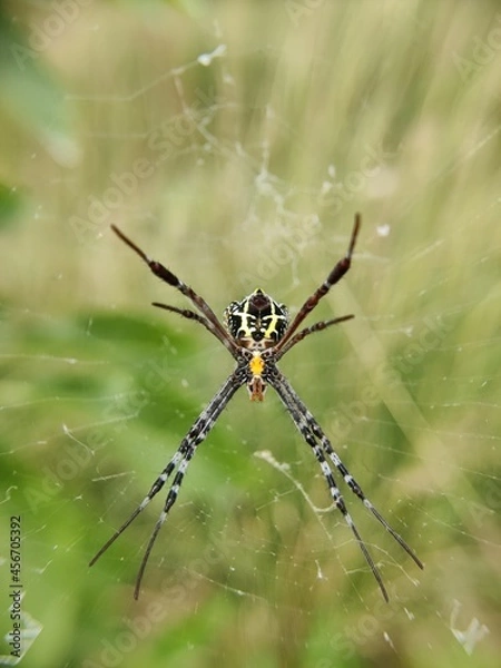Obraz spider on the web