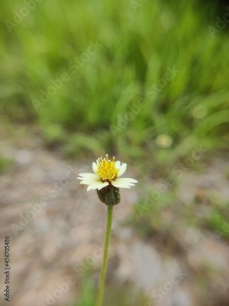 Fototapeta daisy flower