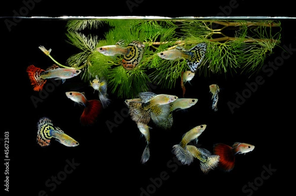 Obraz fish guppy pet isolated on black background