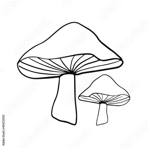 Obraz Mushrooms  on white background line vector hand drawn. Nature,  plant, forest, illustration, outline, food, autumn 