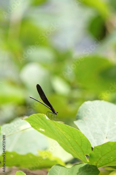 Fototapeta ハグロトンボ　水辺　9月