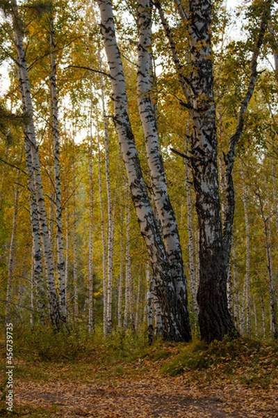 Obraz autumn in the woods