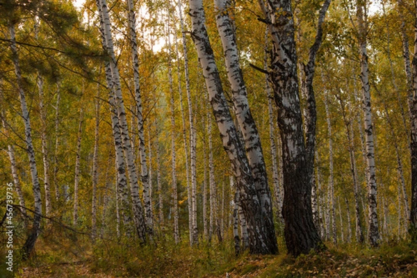 Obraz trees in autumn