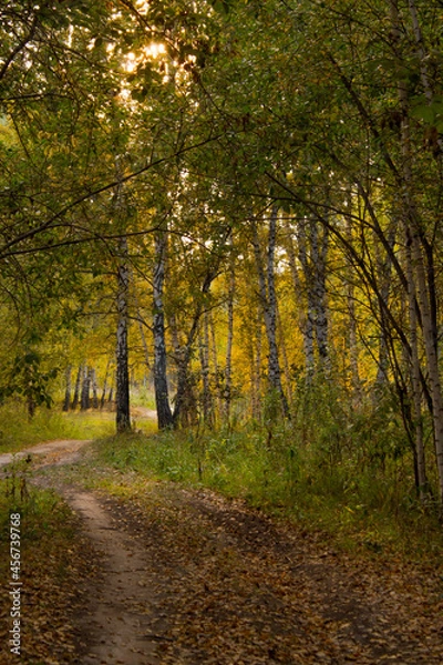 Obraz autumn in the forest