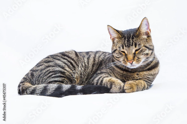 Fototapeta cute tiger cat isolated on white
