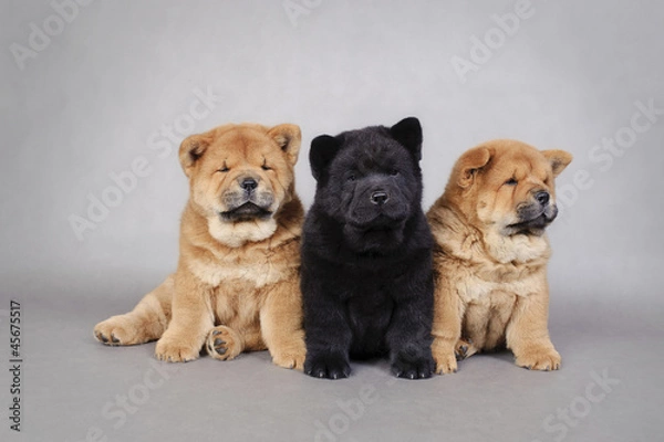 Fototapeta Three little Chow chow  puppies portrait