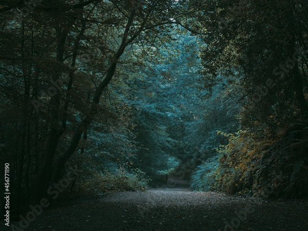 Fototapeta light in the forest