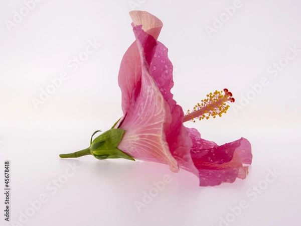 Obraz Hibiskus - einzelne Blüte