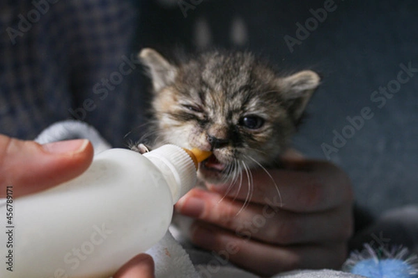 Fototapeta Tabby gray orphan kitten drinks milk from a bottle