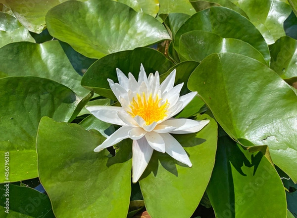 Fototapeta White water lily (Nymphaea alba)
