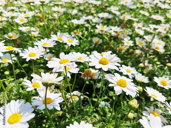Fototapeta Chamomile flowers field close up