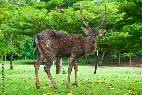 Fototapeta Sika Deer