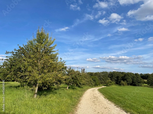 Obraz Apfelbaum am Wegesrand 