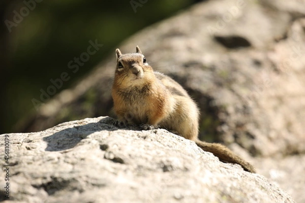 Obraz chipmunk