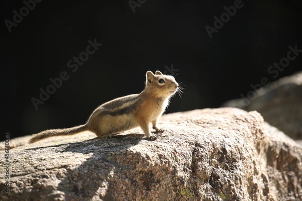 Obraz chipmunk