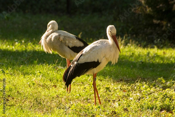 Obraz two storks on green grass