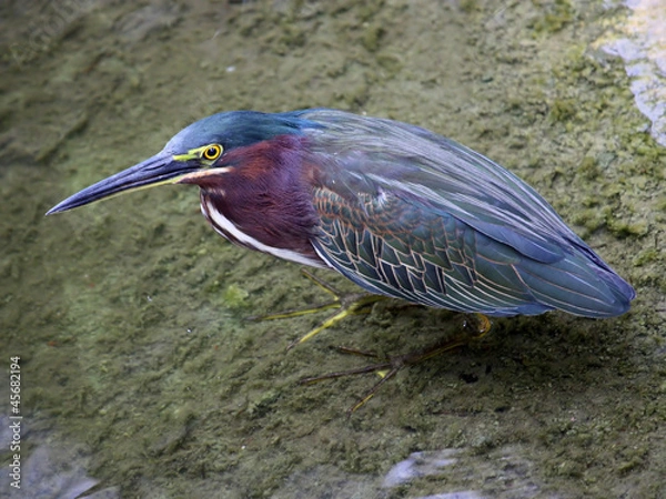 Obraz Green Heron