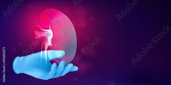Fototapeta Silhouette of a human kidney on a realistic rubber glove. 3D medical concept with the contour of a human organ on abstract background. Vector illustration in neon line art style