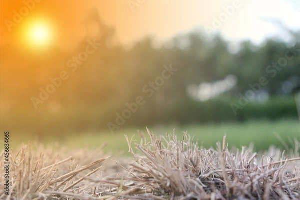Fototapeta The brown grass and the blurred background of nature reflecting the light of the sun.