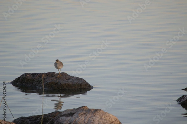 Obraz Ave en una roca