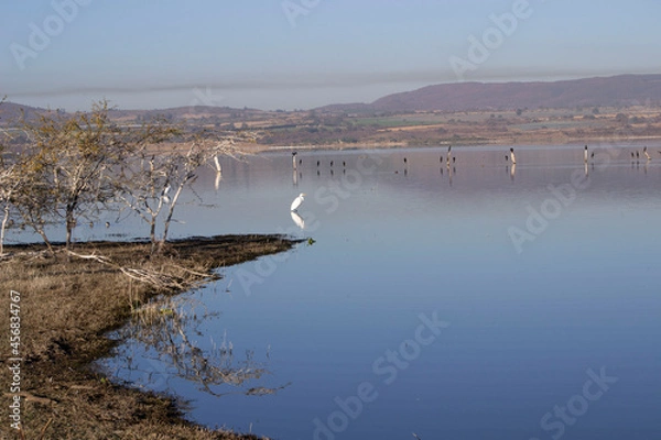 Obraz Paisaje de lago con una garza blanca 