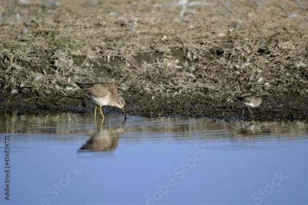Obraz Ave pichón tomando agua