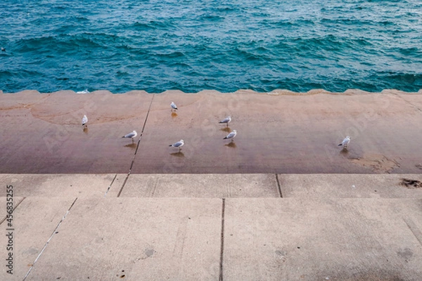 Obraz seagull on the pier