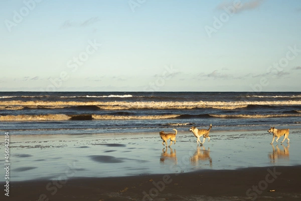 Obraz cachorro na praia