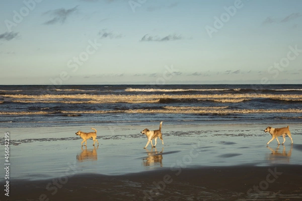 Obraz cachorro na praia