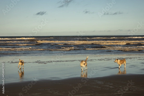 Obraz cachorro na praia