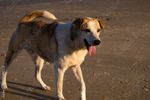 Obraz cachorro na praia
