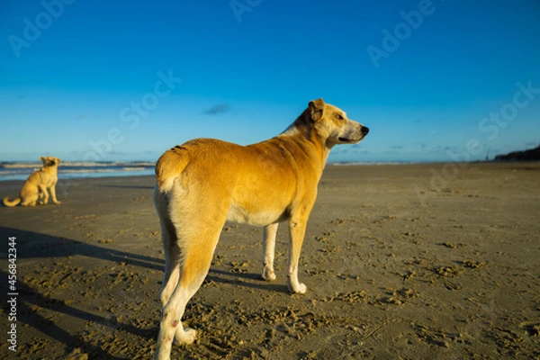 Obraz cachorro na praia