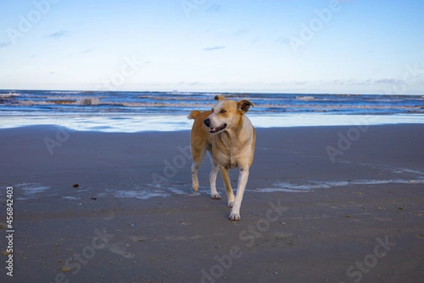 Obraz cachorro na praia