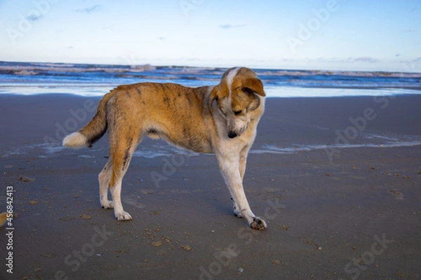 Obraz cachorro na praia