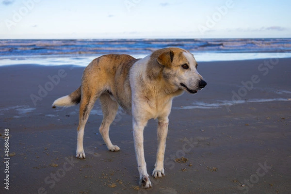 Obraz cachorro na praia