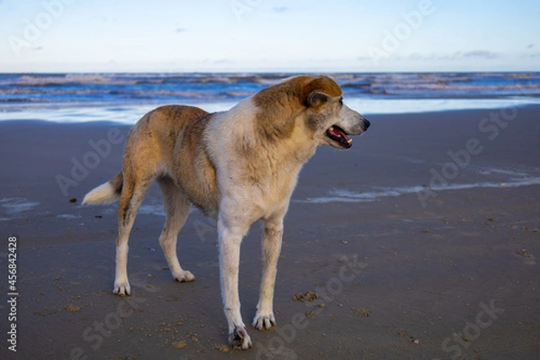 Obraz cachorro na praia