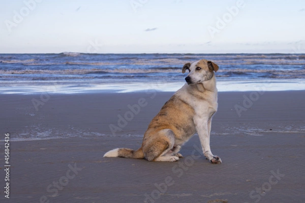 Obraz cachorro na praia