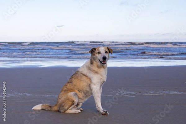 Obraz cachorro na praia