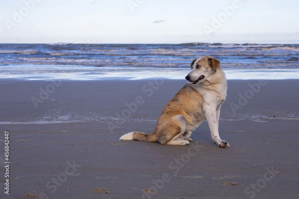 Obraz cachorro na praia